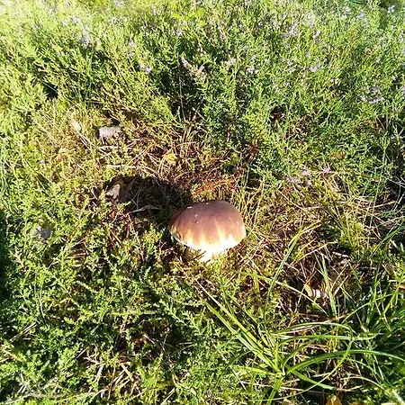 Spreewaldhaeuser Golinski Mit Kamin Am Neuendorfer Holiday home Alt Schadow