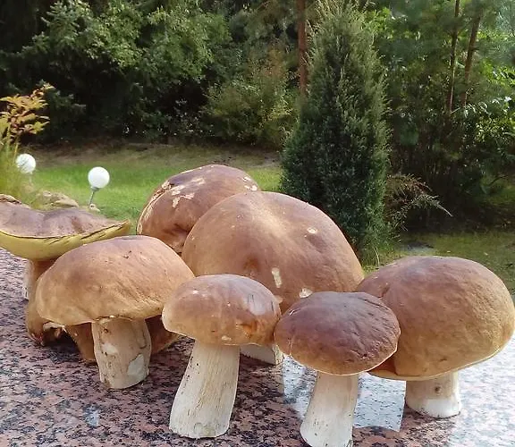 Hébergement de vacances Spreewaldhaeuser Golinski Mit Kamin Am Neuendorfer Alt Schadow