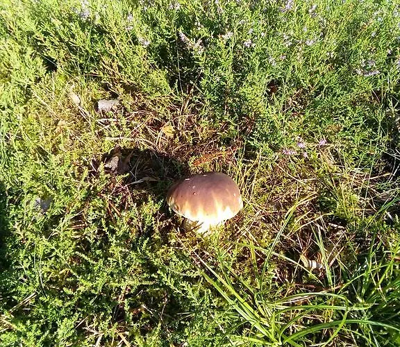 Spreewaldhaeuser Golinski Mit Kamin Am Neuendorfer Σπίτι διακοπών Alt Schadow